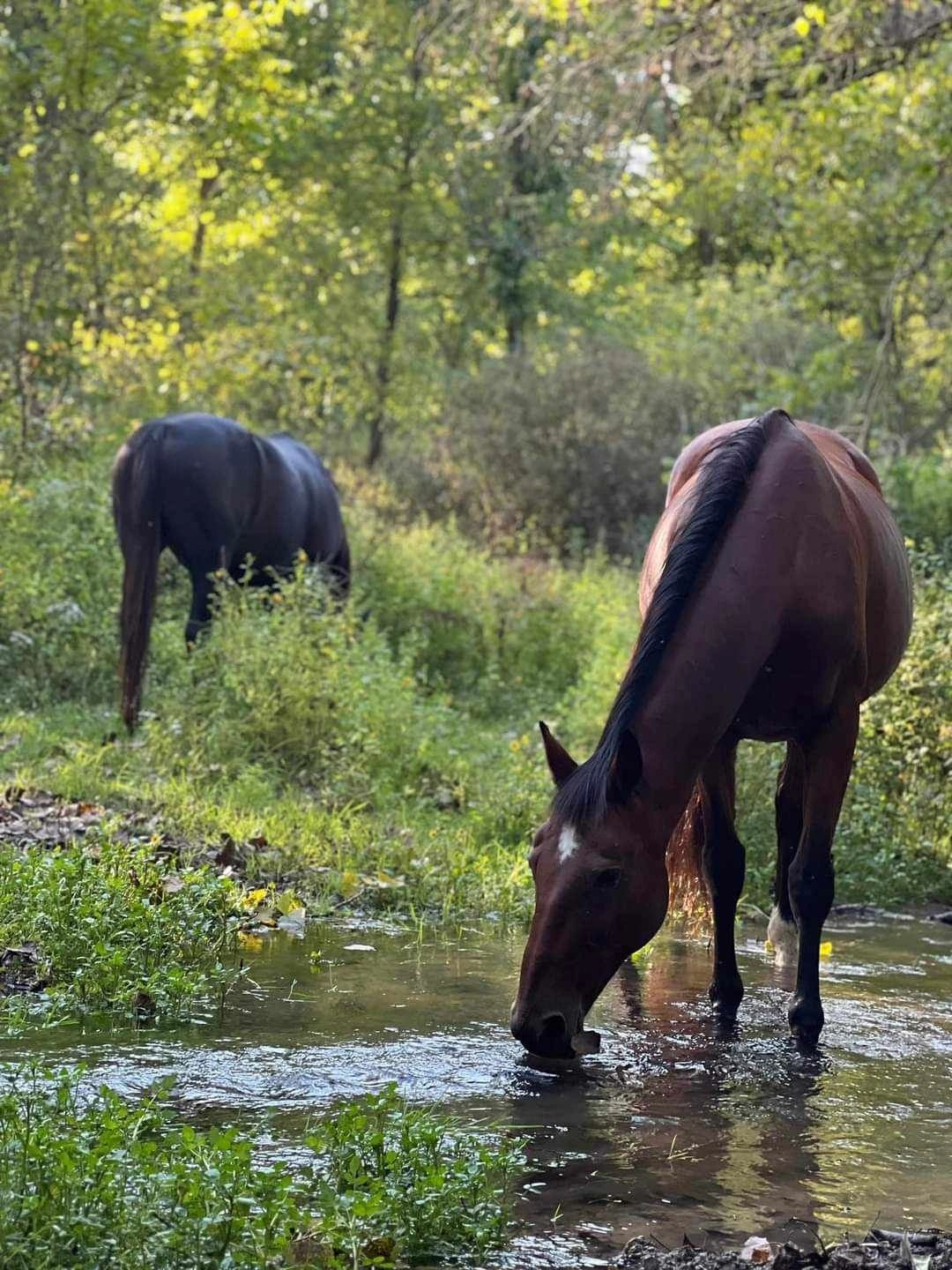 Horses grazing in woodland pasture